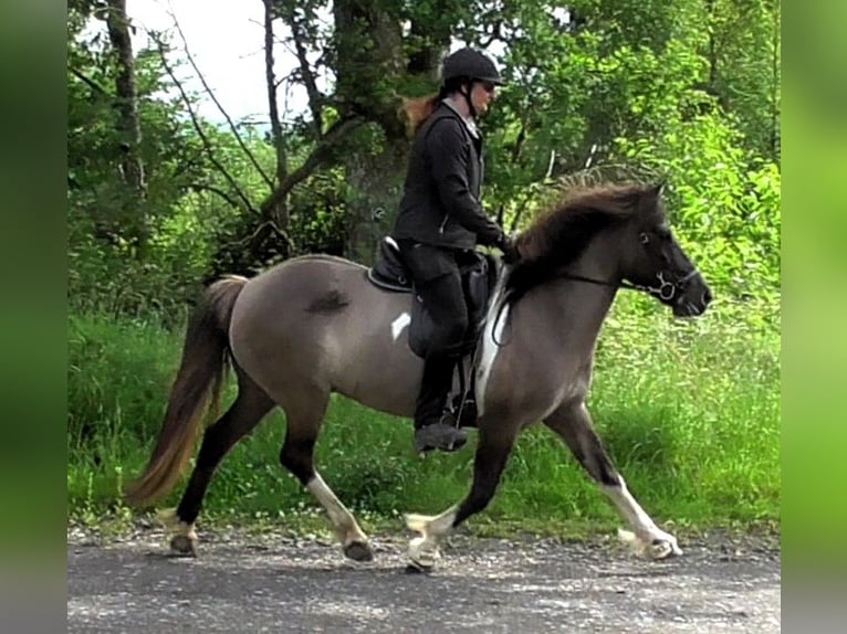 Icelandic Horse Mare 9 years 14 hh Pinto in Friesenhagen
