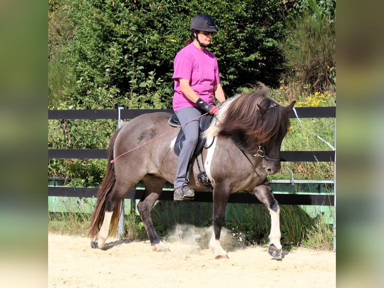 Icelandic Horse Mare 9 years 14 hh Pinto in Friesenhagen