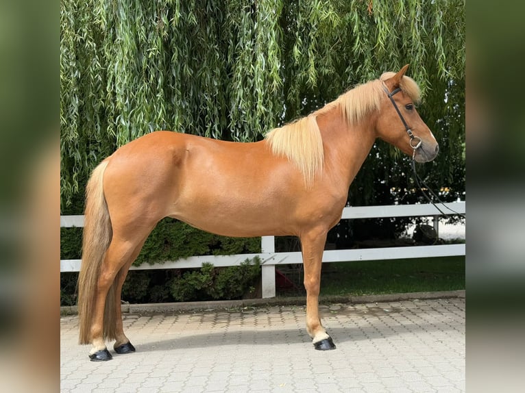 Icelandic Horse Mare 9 years 14,1 hh Chestnut-Red in Lochen am See