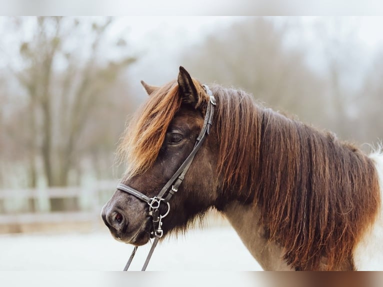 Icelandic Horse Mare 9 years 14,1 hh Pinto in Taufkirchen an der Trattnach