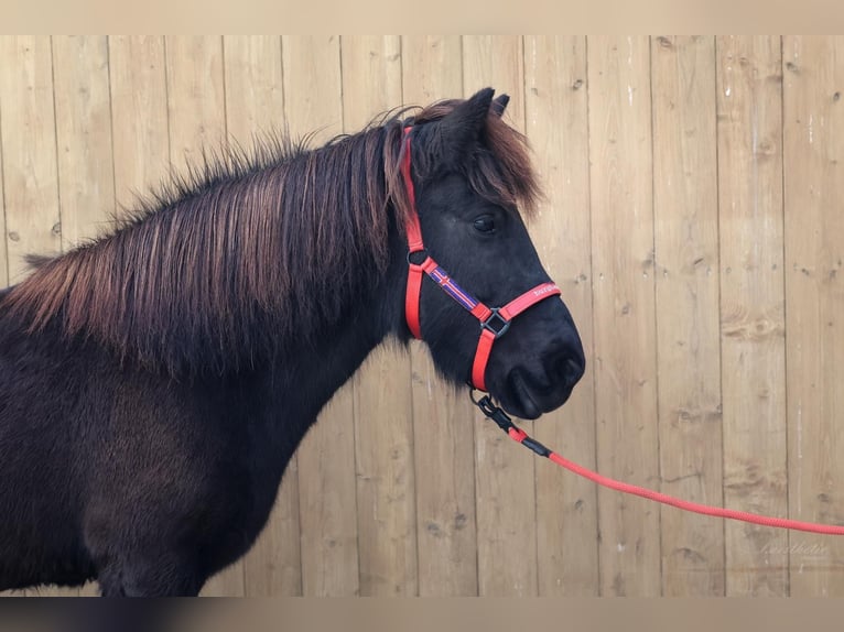 Icelandic Horse Mare 9 years Black in Straßwalchen