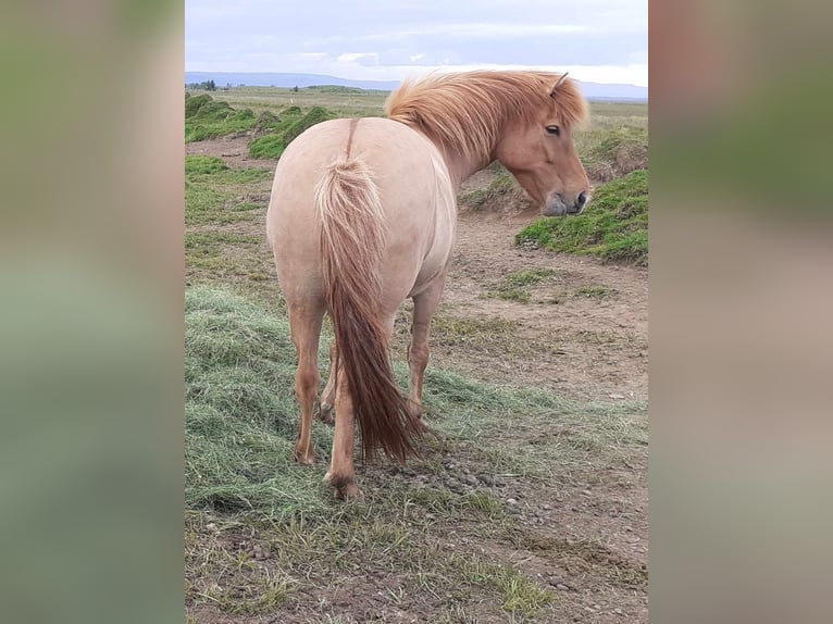 Icelandic Horse Mare 9 years Dun in Reykjavik