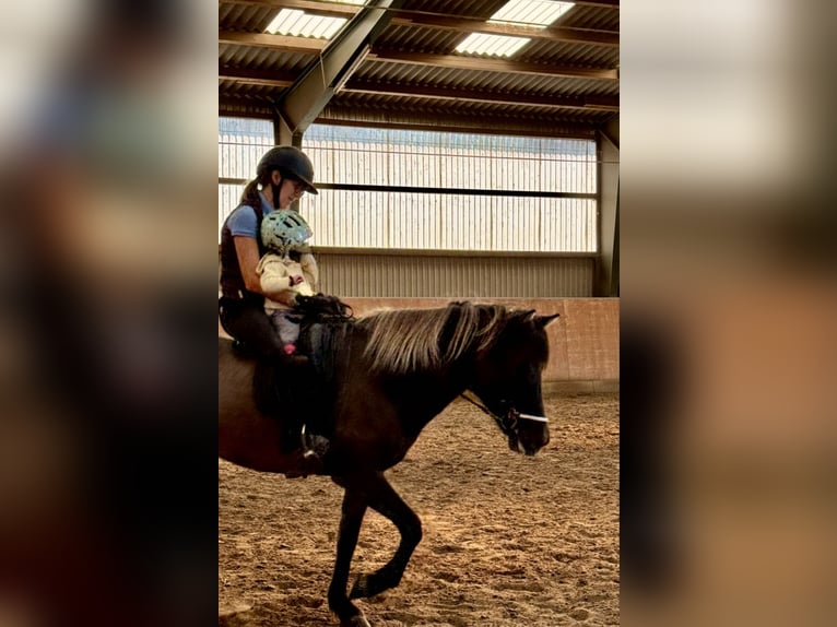 Icelandic Horse Mare 9 years Dun in K&#xF6;nigswinter