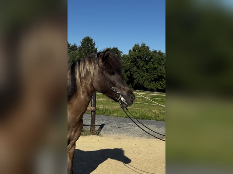 Icelandic Horse Mare 9 years Dun in K&#xF6;nigswinter