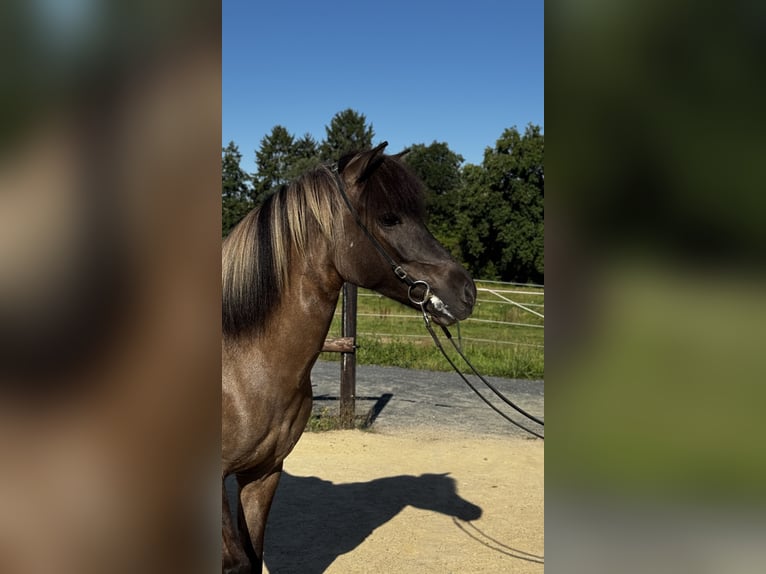 Icelandic Horse Mare 9 years Dun in K&#xF6;nigswinter
