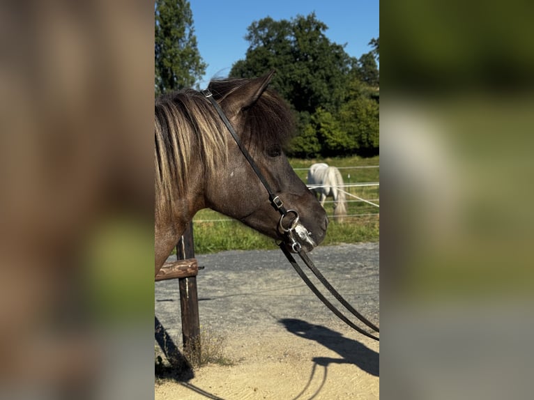 Icelandic Horse Mare 9 years Dun in K&#xF6;nigswinter