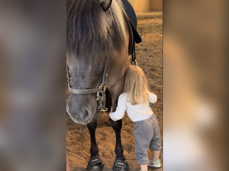 Icelandic Horse Mare 9 years Dun in K&#xF6;nigswinter