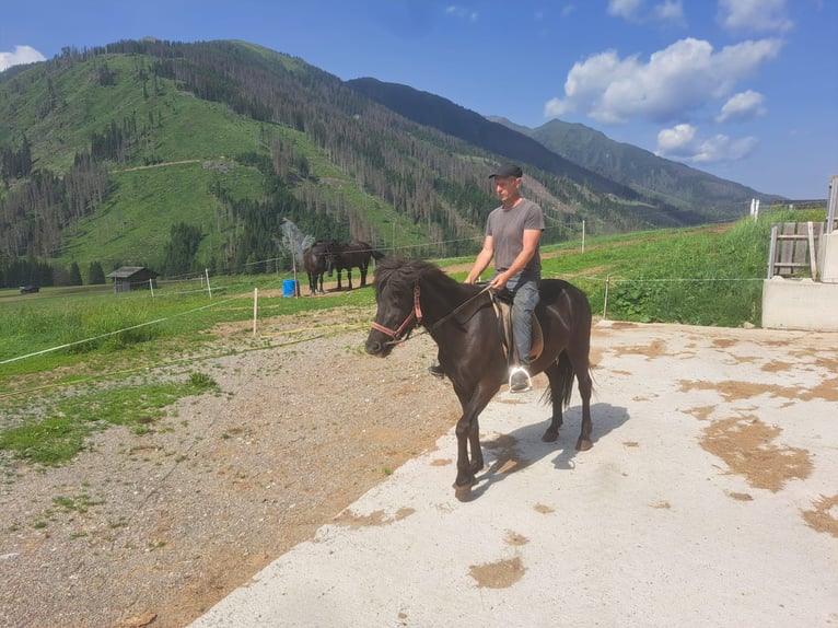 Icelandic Horse Mare 9 years in Obertilliach