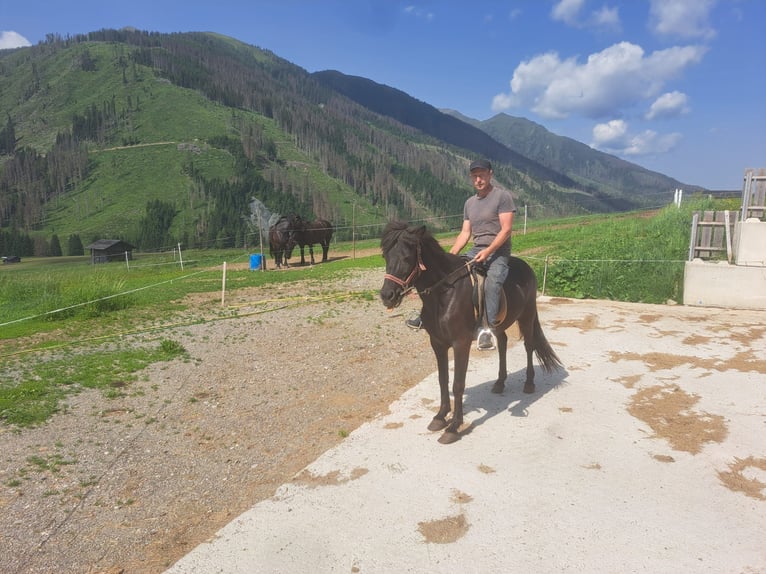 Icelandic Horse Mare 9 years in Obertilliach