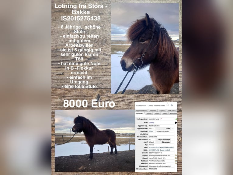 Icelandic Horse Mare 9 years in Reykjavik