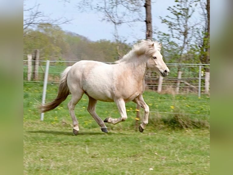 Icelandic Horse Mare 9 years Palomino in Neustadt am Rübenberge