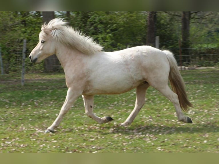 Icelandic Horse Mare 9 years Palomino in Neustadt am Rübenberge