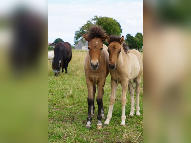 Icelandic Horse Mare Foal (04/2025) 13,1 hh Dun in Denklingen
