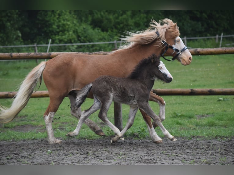 Icelandic Horse Mare Foal (01/2025) 13,2 hh Black in Gallin
