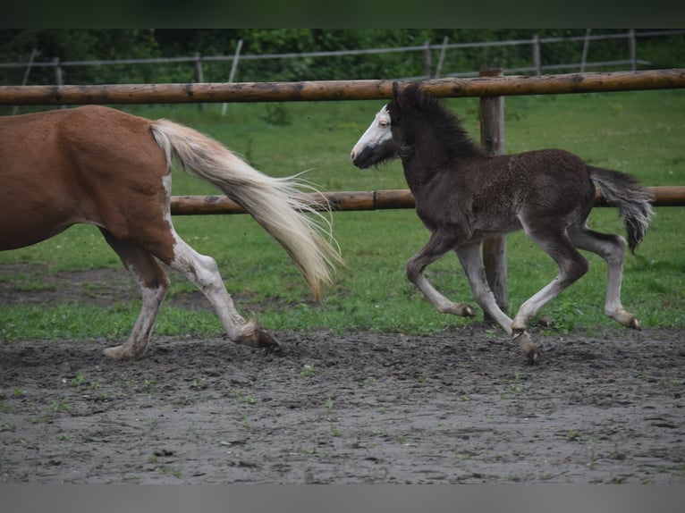 Icelandic Horse Mare Foal (01/2025) 13,2 hh Black in Gallin