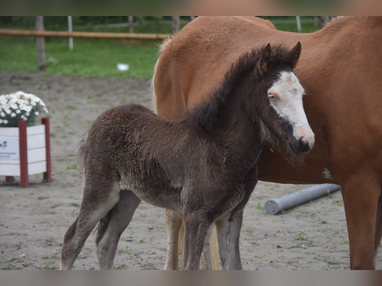 Icelandic Horse Mare Foal (01/2025) 13,2 hh Black in Gallin