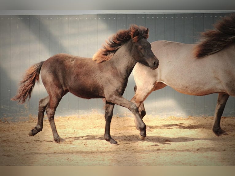 Icelandic Horse Mare Foal (04/2025) 13,2 hh Black in Lehmrade