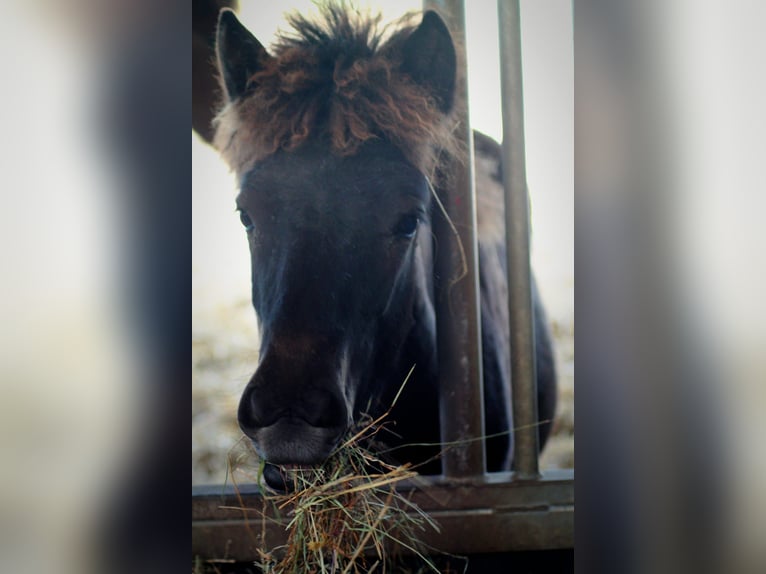 Icelandic Horse Mare Foal (04/2025) 13,2 hh Black in Lehmrade