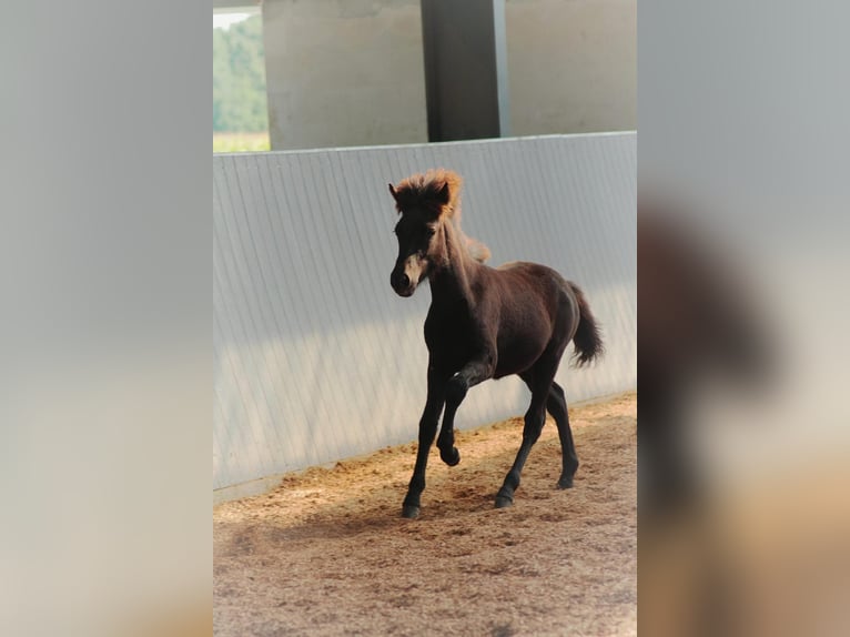 Icelandic Horse Mare Foal (04/2025) 13,2 hh Black in Lehmrade