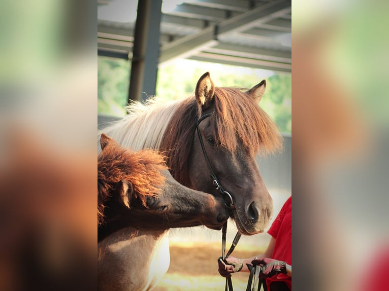 Icelandic Horse Mare Foal (04/2025) 13,2 hh Black in Lehmrade