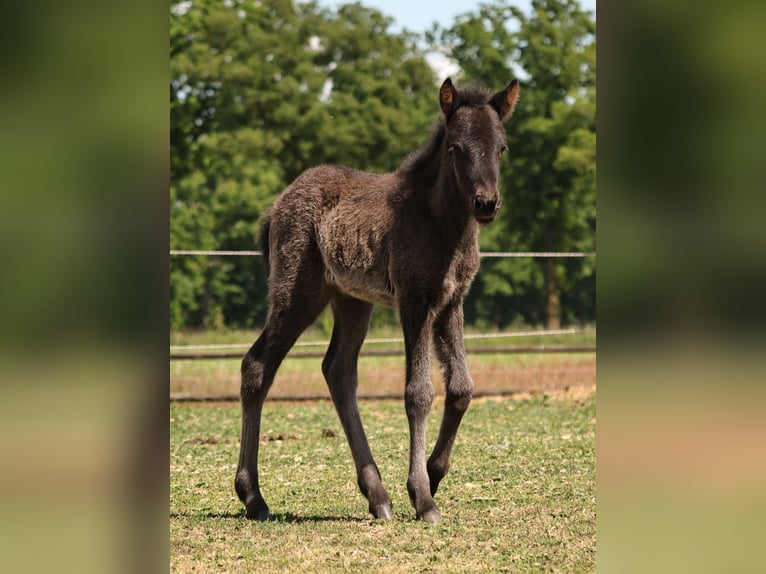 Icelandic Horse Mare  13,2 hh Black in Südlohn