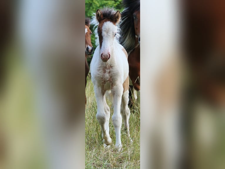 Icelandic Horse Mare Foal (05/2025) 13,2 hh Pinto in Saarland