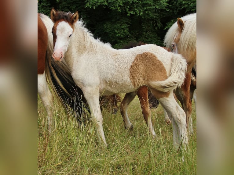 Icelandic Horse Mare Foal (05/2025) 13,2 hh Pinto in Saarland