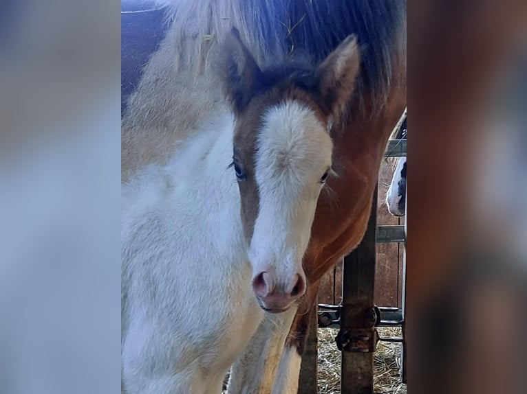 Icelandic Horse Mare Foal (05/2025) 13,2 hh Pinto in Saarland