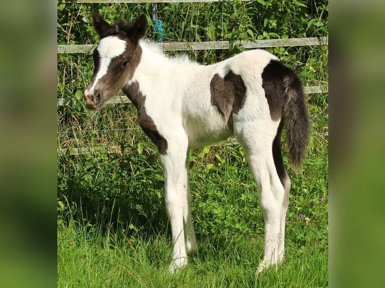 Icelandic Horse Mare  13,2 hh Pinto in Saarland