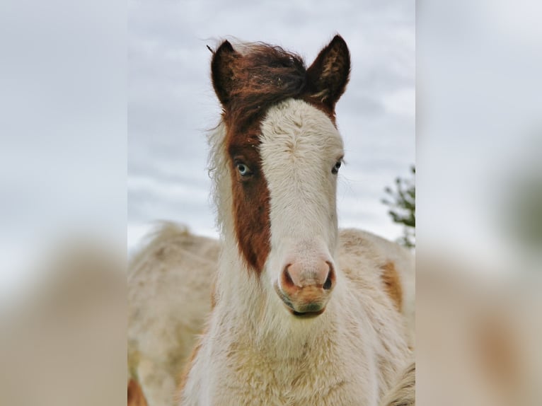 Icelandic Horse Mare Foal (05/2025) 13,2 hh Pinto in Saarland