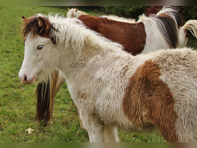 Icelandic Horse Mare Foal (05/2025) 13,2 hh Pinto in Saarland