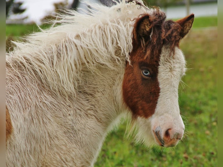 Icelandic Horse Mare Foal (05/2025) 13,2 hh Pinto in Saarland
