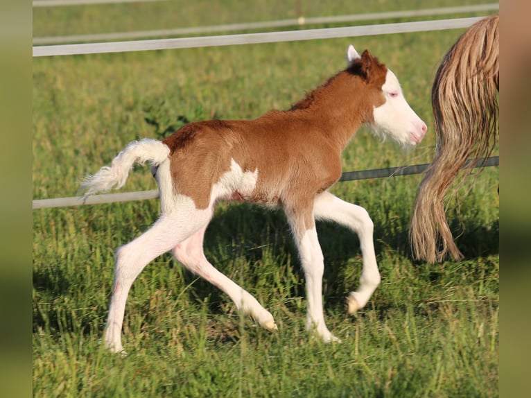 Icelandic Horse Mare Foal (06/2025) 13,2 hh Pinto in Pöttmes