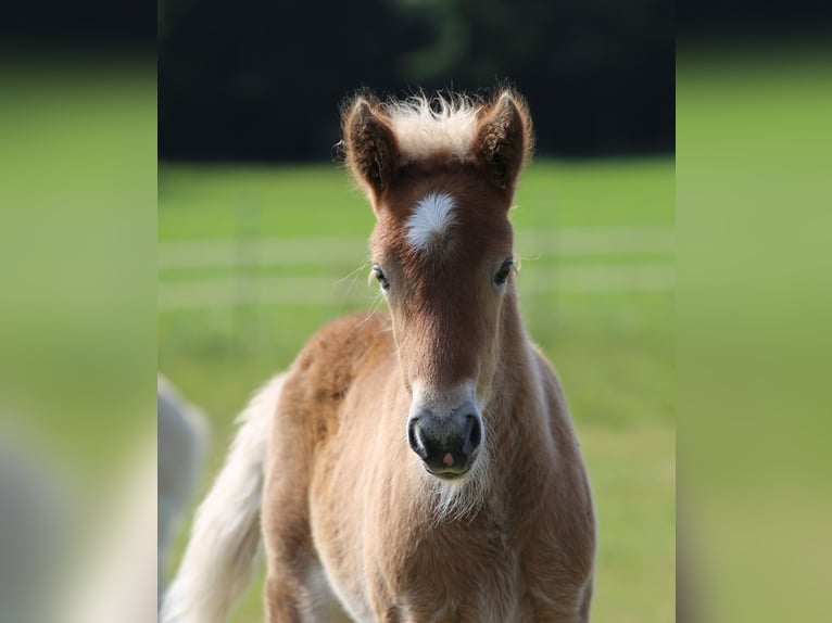 Icelandic Horse Mare Foal (06/2025) 13,2 hh Pinto in Pöttmes