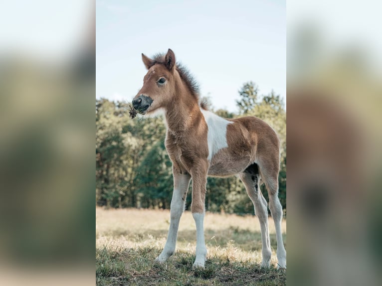Icelandic Horse Mare Foal (05/2025) 13,3 hh Pinto in Lehmrade