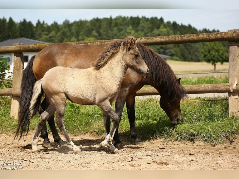 Icelandic Horse Mare Foal (05/2025) 14 hh Dun in Lauterhofen