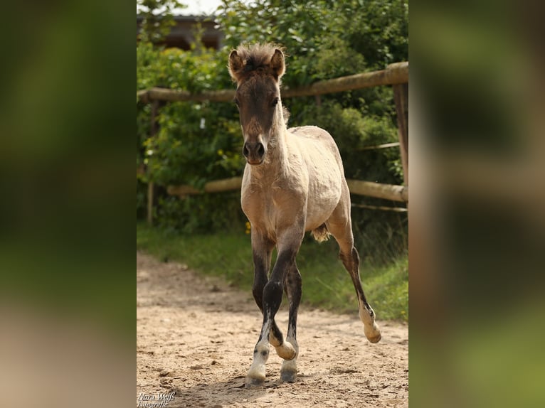 Icelandic Horse Mare Foal (05/2025) 14 hh Dun in Lauterhofen