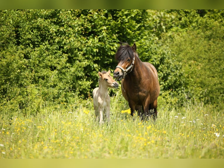 Icelandic Horse Mare  14 hh Dun in Lauterhofen