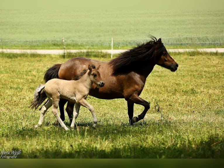 Icelandic Horse Mare  14 hh Dun in Lauterhofen