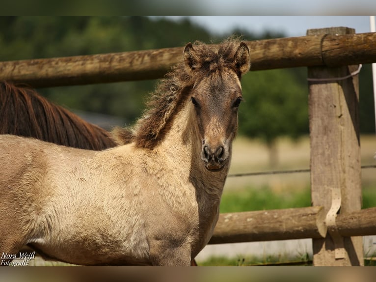 Icelandic Horse Mare Foal (05/2025) 14 hh Dun in Lauterhofen
