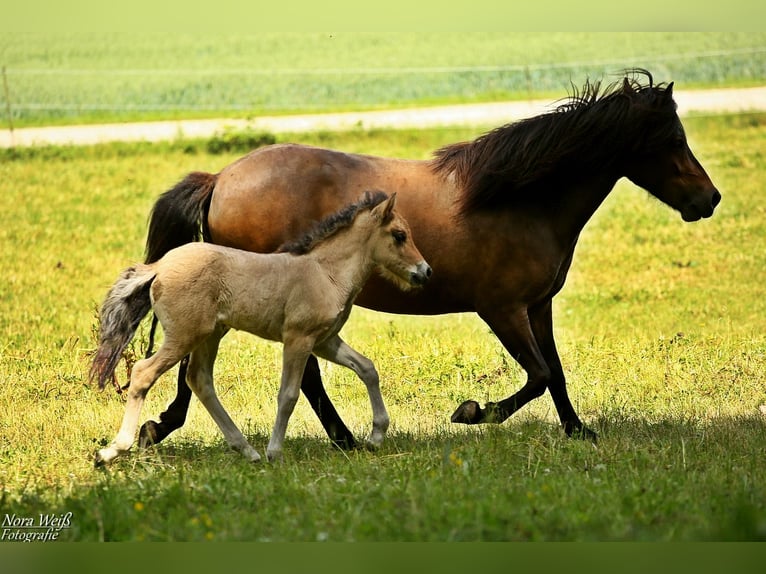 Icelandic Horse Mare  14 hh Dun in Lauterhofen
