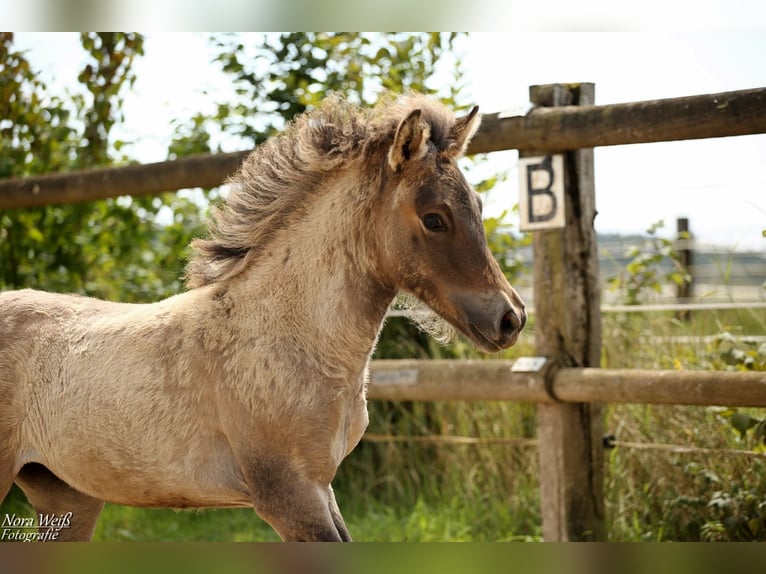 Icelandic Horse Mare Foal (05/2025) 14 hh Dun in Lauterhofen
