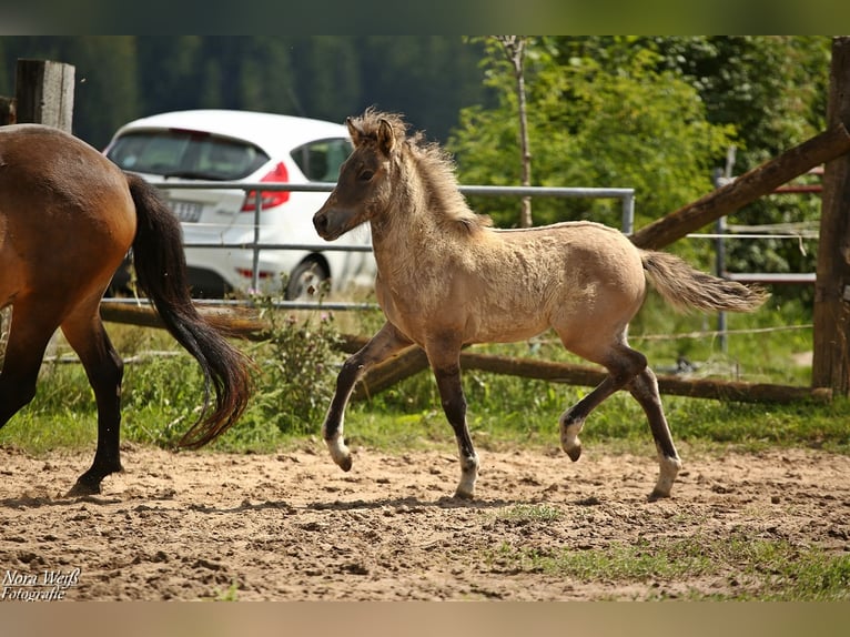 Icelandic Horse Mare Foal (05/2025) 14 hh Dun in Lauterhofen