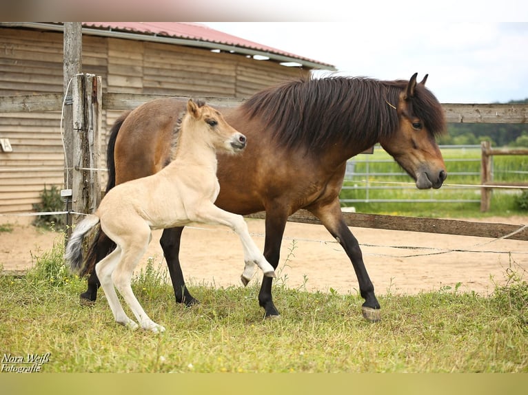 Icelandic Horse Mare  14 hh Dun in Lauterhofen