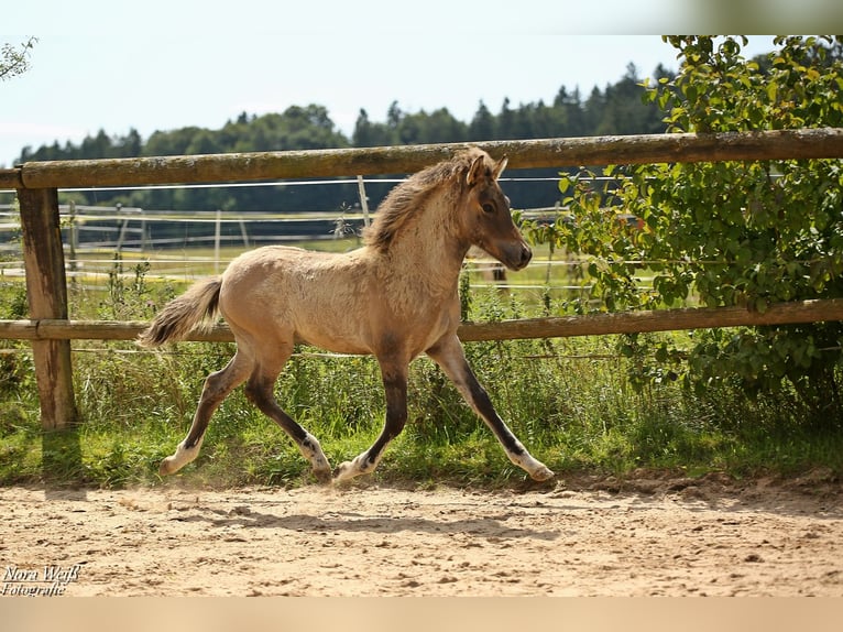 Icelandic Horse Mare Foal (05/2025) 14 hh Dun in Lauterhofen