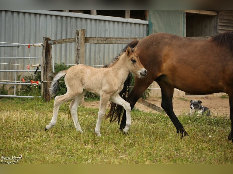 Icelandic Horse Mare  14 hh Dun in Lauterhofen