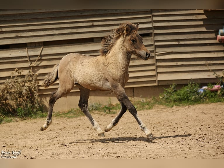 Icelandic Horse Mare Foal (05/2025) 14 hh Dun in Lauterhofen