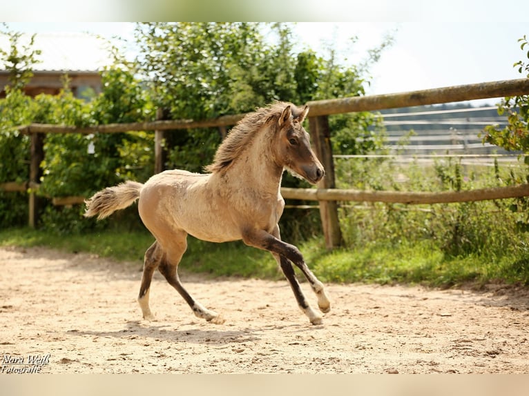 Icelandic Horse Mare Foal (05/2025) 14 hh Dun in Lauterhofen