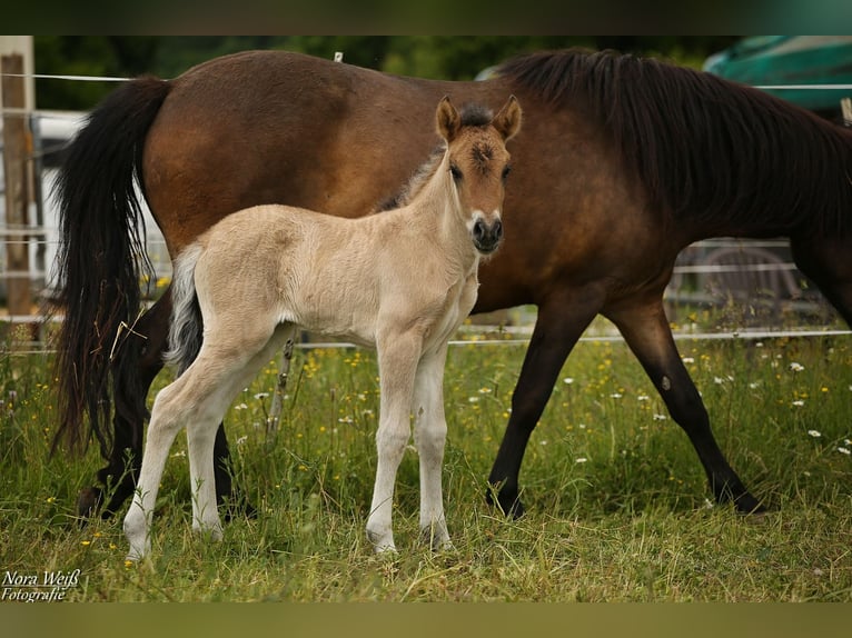 Icelandic Horse Mare  14 hh Dun in Lauterhofen