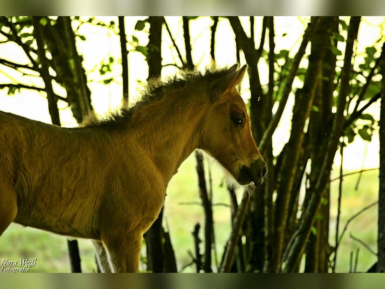 Icelandic Horse Mare  14 hh Dun in Lauterhofen